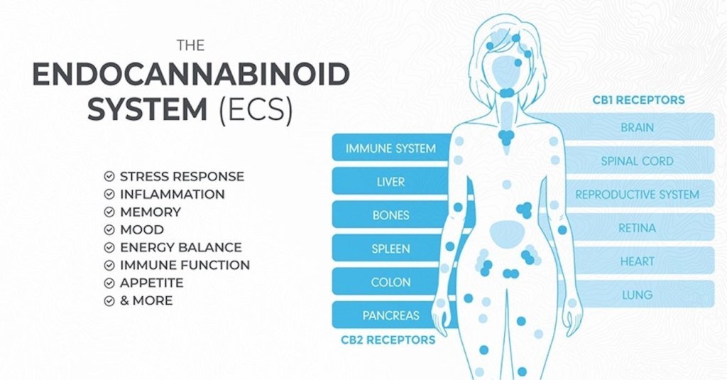 What is the endocannabinoid&nbsp;system?